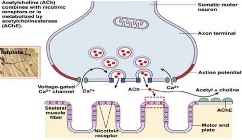 lack of acetylcholinesterase in the synaptic cleft|Acetylcholinesterase at the neuromuscular junction .